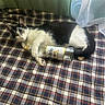 animal, beer_bottle, black_and_white, bottle, cat, cozy, curtains, daylight, domestic_animal, fabric, feline, indoor, lying_down, modelo, paw, pet, plaid_blanket, resting, sleepy, window