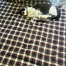 Willliam joined the competition — help win amazing prizes! animal, black_and_white, bottle, cat, collar, cozy, curtains, daylight, fabric, fur, home, indoor, nap, pet, plaid_blanket, quiet, relaxation, resting, sleeping, window