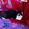 Willliam is registered to the contest to win money with this photo: cat, black_and_white_cat, purple_blanket, butterfly_pattern, blue_butterfly, white_butterfly, red_curtain, floral_embroidery, resting_cat, indoor, pet, animal, cozy, fabric, texture, pattern, curtain, relaxing, colorful, soft