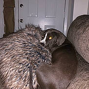Vivi is registered to the contest to win money with this photo: dog, couch, fur_pillow, indoor, pet, brown_dog, curled_up, tail, door, wall, cozy, looking_back, flash_eyes, furniture, relaxing, home, animal, domestic, resting, companion