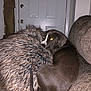 dog, couch, fur_pillow, indoor, pet, brown_dog, curled_up, tail, door, wall, cozy, looking_back, flash_eyes, furniture, relaxing, home, animal, domestic, resting, companion