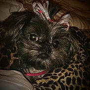 Olive joined the competition — help win amazing prizes! dog, pet, bow, blanket, leopard_print, fur, cute, cozy, animal, indoor, snuggle, portrait, face, domestic_animal, small_dog, fur_texture, resting, collar, bed, closeup