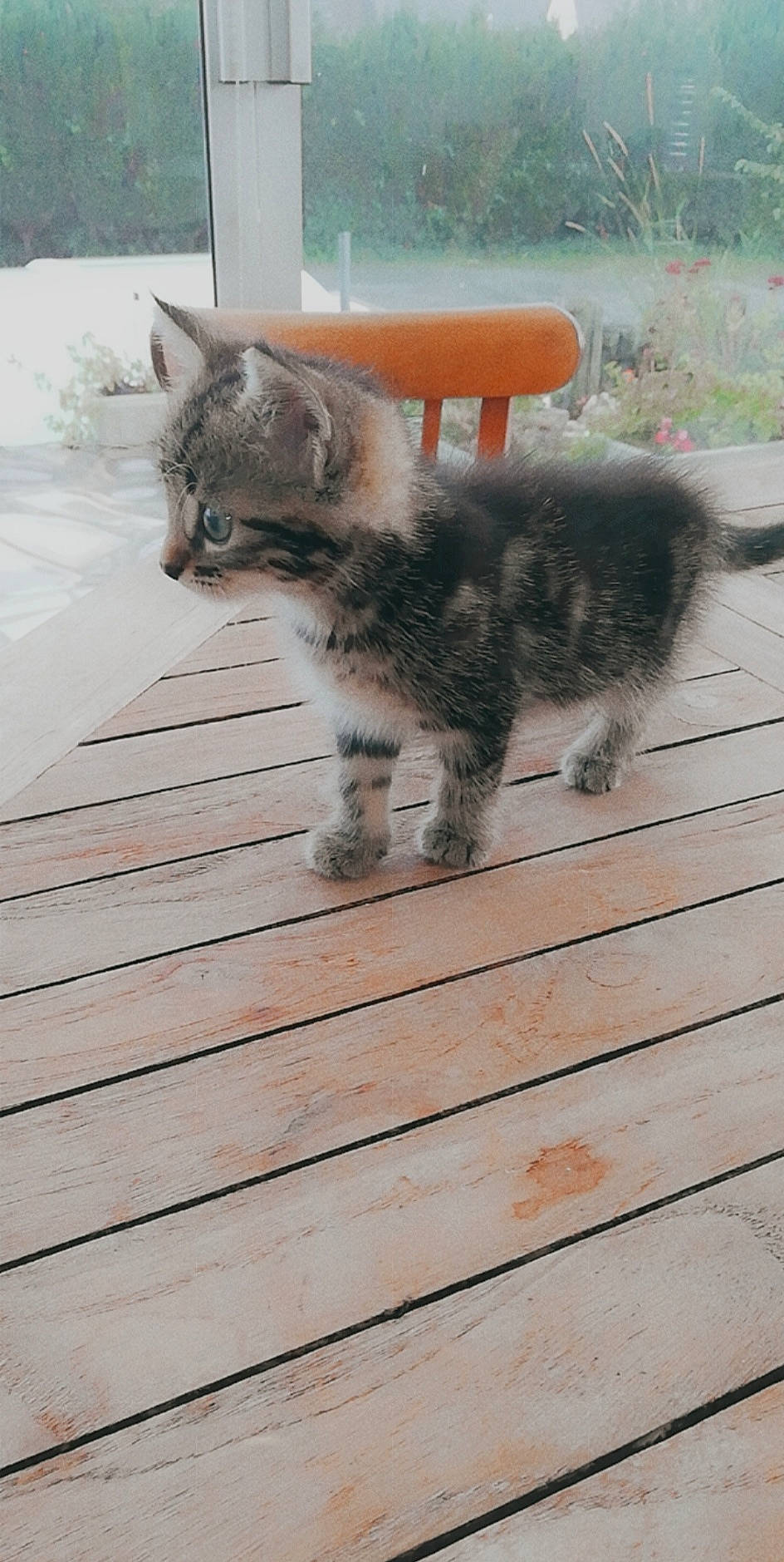 Mimi a rejoint le concours — aidez-le/la à gagner de superbes lots ! carnivore, cat, claw, domestic_short_haired_cat, felidae, floor, flooring, fur, grey, hardwood, paw, plank, small_to_medium_sized_cats, snout, tail, terrestrial_animal, vertebrate, whiskers, wood, wood_flooring