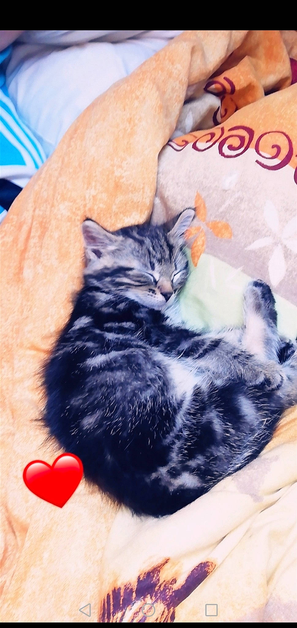 Lemon participe au concours pour gagner de l'argent avec cette photo : american_shorthair, asian, black_cat, carnivore, cat, domestic_short_haired_cat, ear, european_shorthair, felidae, fur, kitten, nap, norwegian_forest_cat, paw, small_to_medium_sized_cats, tabby_cat, whiskers