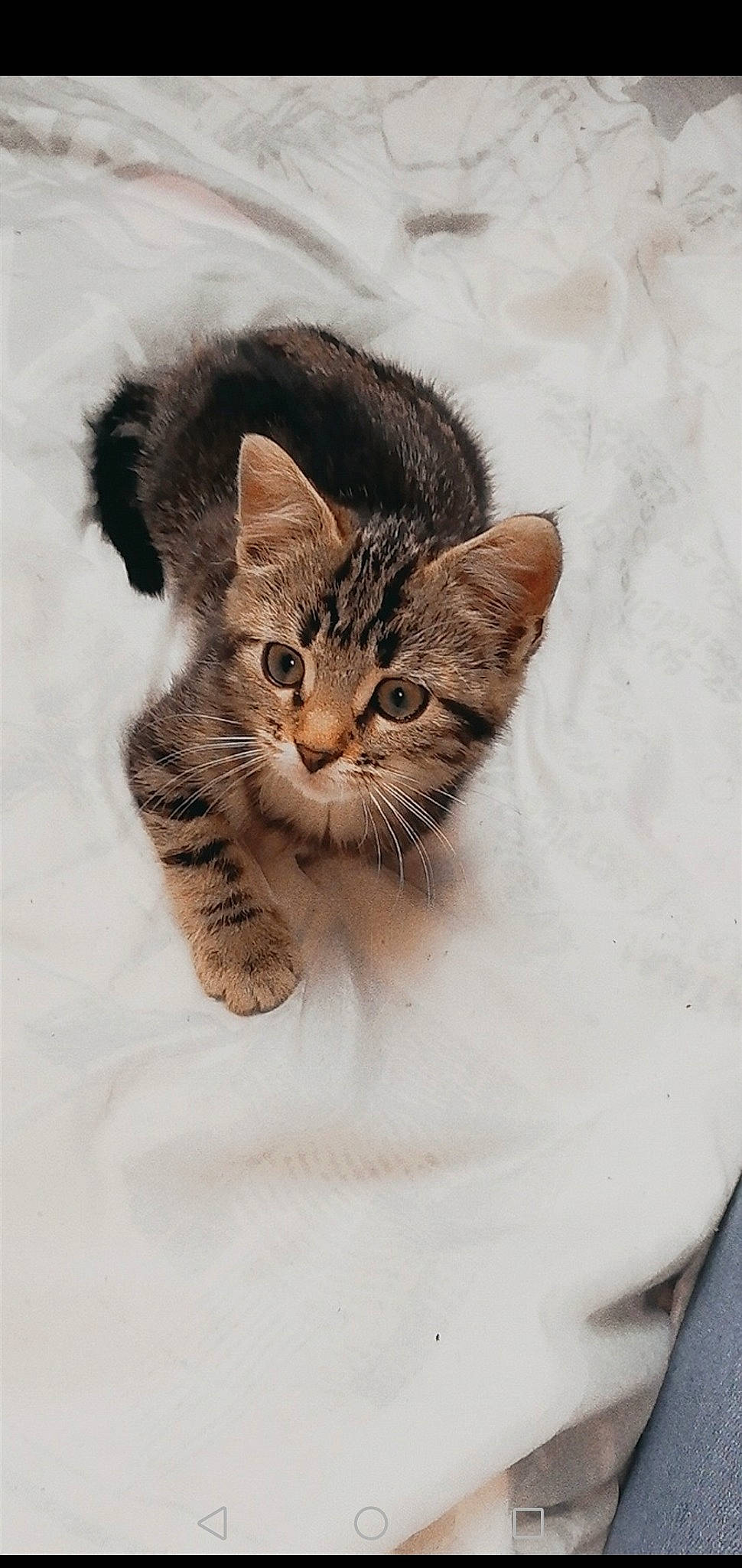 Lemon participe au concours pour gagner de l'argent avec cette photo : aegean_cat, american_shorthair, american_wirehair, asian, carnivore, cat, domestic_short_haired_cat, dragon_li, european_shorthair, felidae, fur, kitten, mammal, paw, pixie_bob, polydactyl_cat, small_to_medium_sized_cats, tabby_cat, whiskers, wild_cat