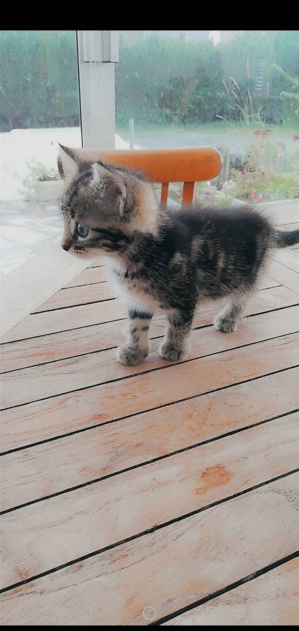 Lemon a rejoint le concours — aidez-le/la à gagner de superbes lots ! american_shorthair, bengal, canidae, carnivore, cat, dog_breed, domestic_short_haired_cat, european_shorthair, fawn, felidae, kitten, kurilian_bobtail, mammal, small_to_medium_sized_cats, tail, vertebrate, whiskers