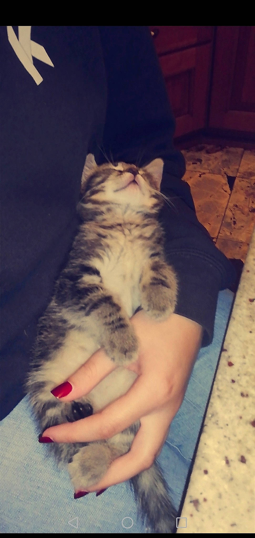 Lemon participe au concours pour gagner de l'argent avec cette photo : american_curl, american_shorthair, arm, asian, carnivore, cat, claw, domestic_short_haired_cat, dragon_li, egyptian_mau, european_shorthair, felidae, fur, hand, kitten, leg, skin, small_to_medium_sized_cats, tabby_cat, whiskers