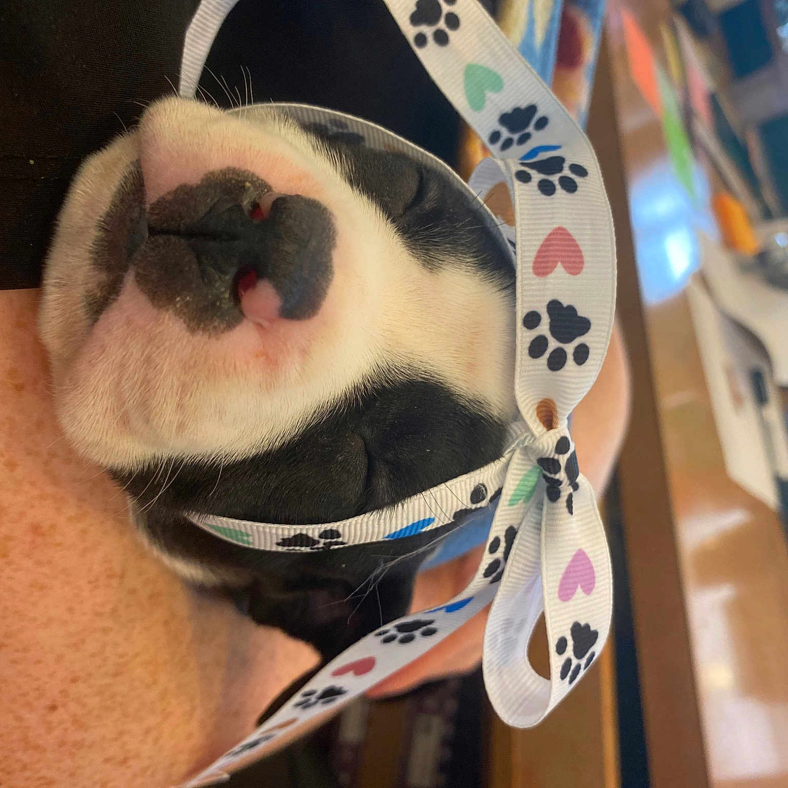 Deuce is registered to the contest to win money with this photo: beard, carnivore, companion_dog, dog, dog_breed, eyewear, fashion_accessory, fawn, fur, goggles, moustache, personal_protective_equipment, selfie, snout, sunglasses, temporary_tattoo, vision_care, whiskers, working_animal, wrinkle