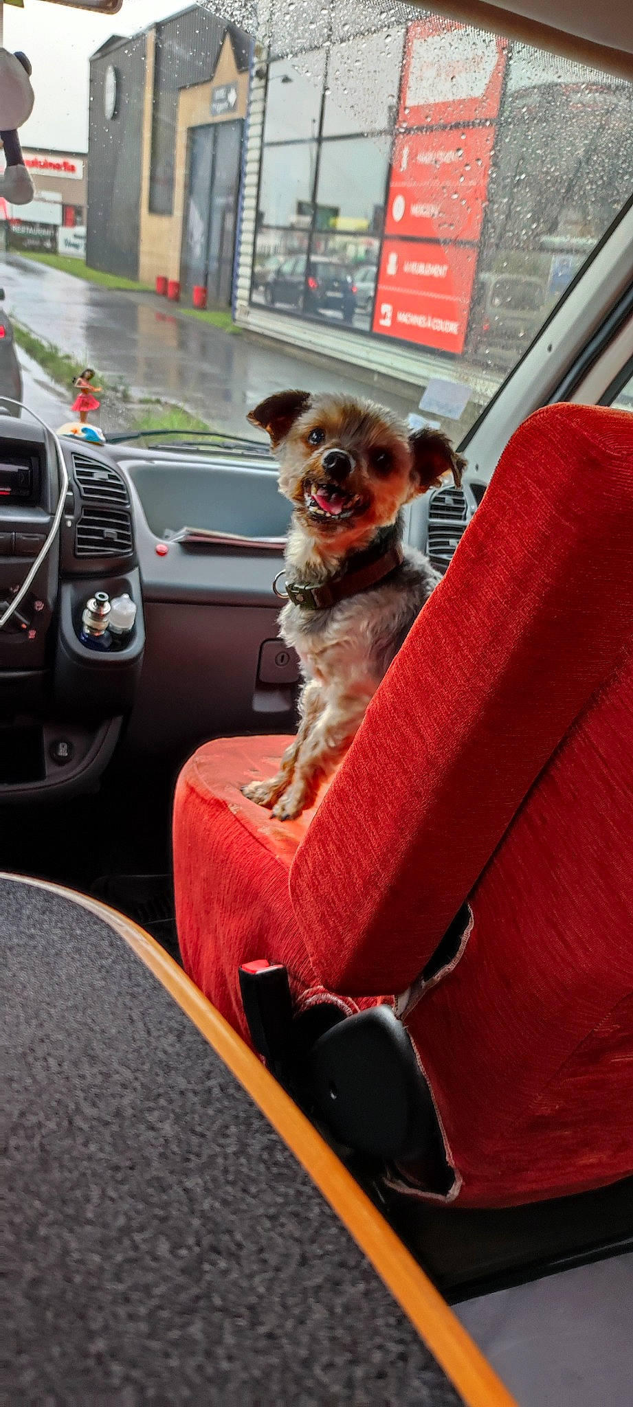 Toby participe au concours pour gagner de l'argent avec cette photo : auto_part, automotive_design, automotive_exterior, automotive_mirror, car, car_seat, carnivore, chair, companion_dog, dog, dog_breed, dog_supply, fawn, motor_vehicle, personal_luxury_car, snout, sporting_group, steering_wheel, vehicle, vehicle_door