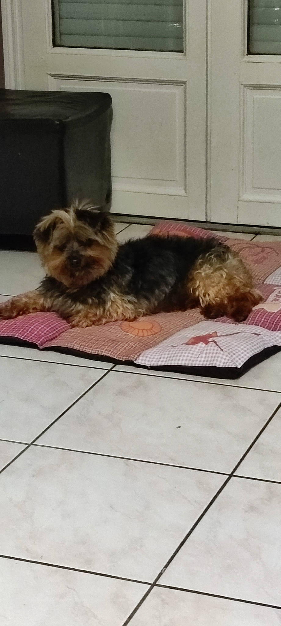 Toby participe au concours pour gagner de l'argent avec cette photo : canidae, carnivore, comfort, companion_dog, dog, dog_breed, dog_supply, fawn, felidae, floor, flooring, fur, liver, small_terrier, snout, sporting_group, tail, terrier, toy_dog, working_animal