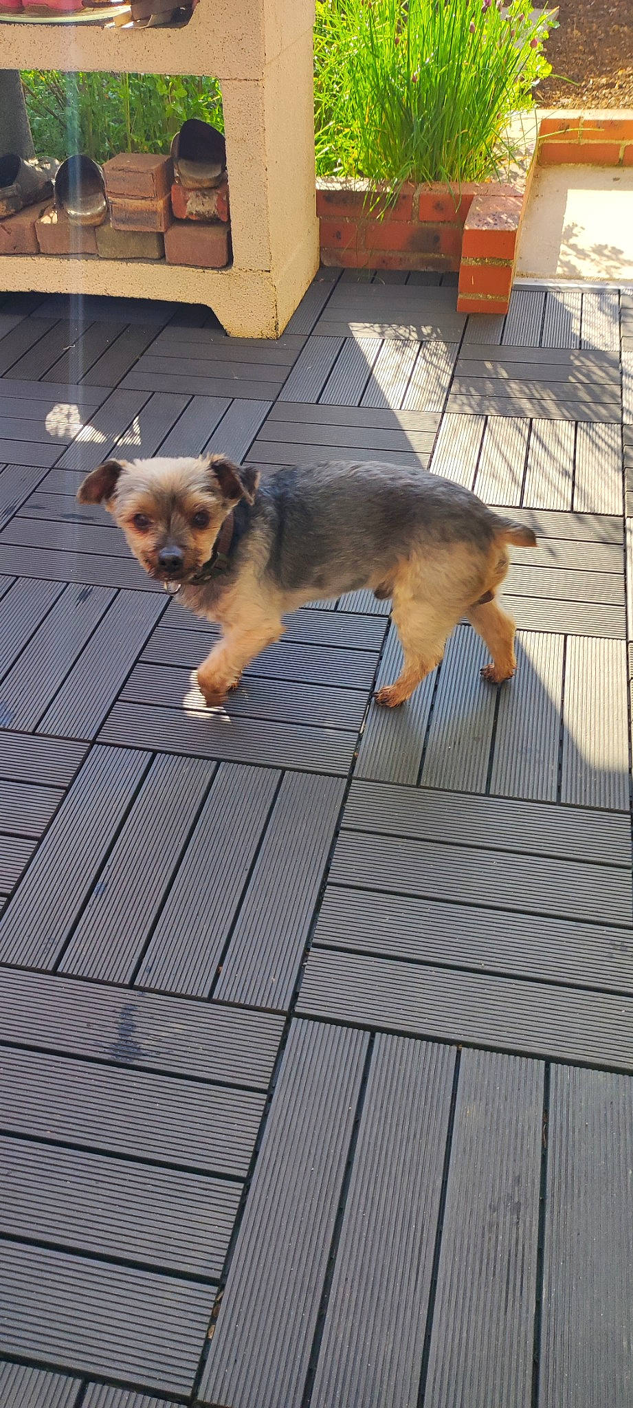 Tyna participe au concours pour gagner de l'argent avec cette photo : canidae, carnivore, companion_dog, dog, dog_breed, dog_supply, fawn, floor, flooring, fur, hardwood, line, pet_supply, snout, sporting_group, sunglasses, toy_dog, wood, working_animal, working_dog