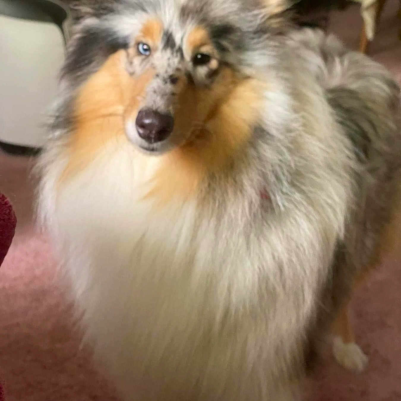 Maggie May is registered to the contest to win money with this photo: animal, blue_eye, canine, carpet, closeup, companion, curious, dog, ears, fluffy, fur, furniture, house, indoor, long_hair, looking, muzzle, pet, portrait, standing
