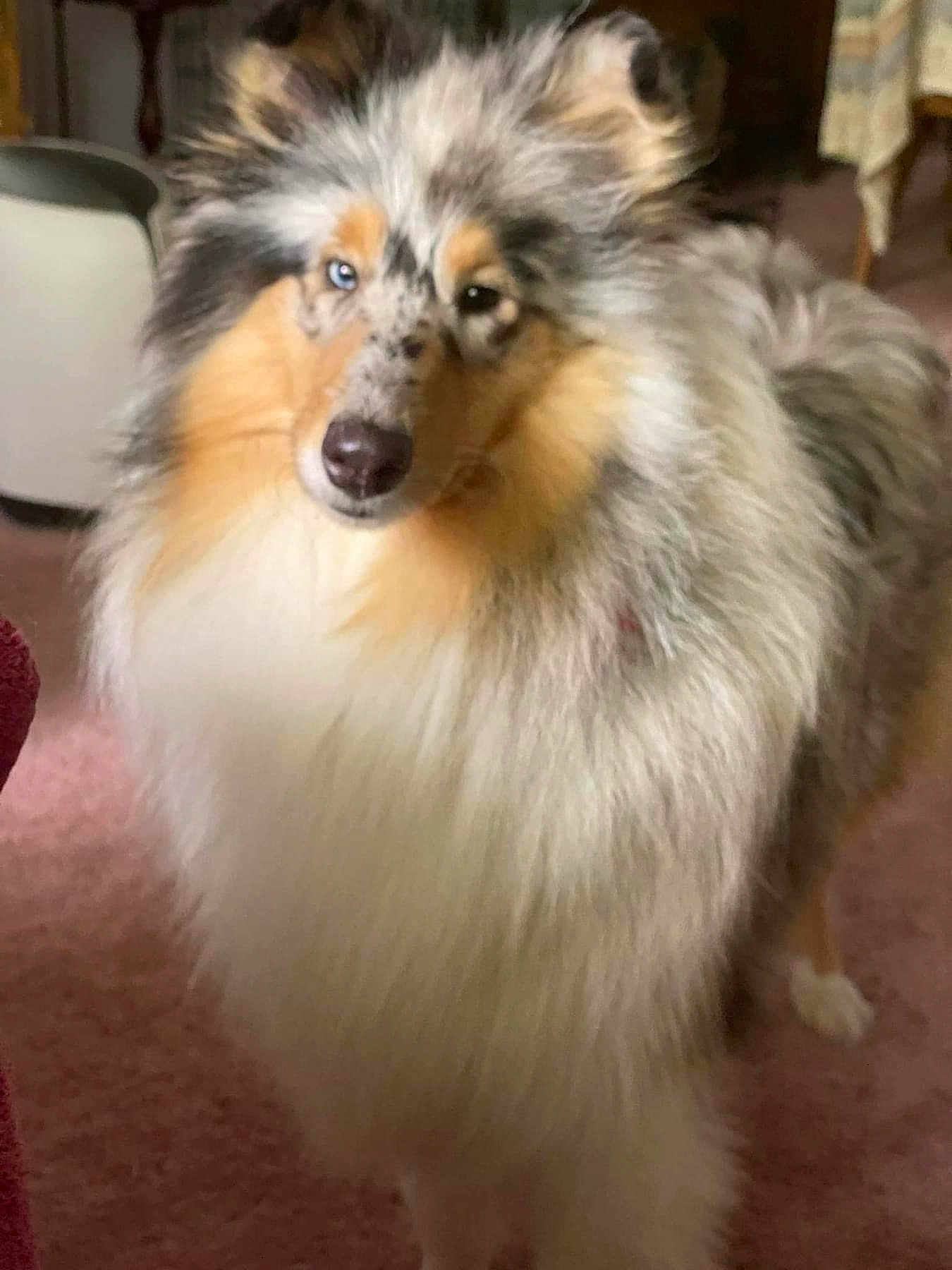 Maggie May is registered to the contest to win money with this photo: dog, fluffy, indoor, pet, animal, fur, blue_eye, curious, muzzle, ears, carpet, furniture, closeup, portrait, canine, house, companion, looking, standing, long_hair