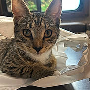 Charlie Pitt joined the competition — help win amazing prizes! kitten, cat, tabby, pet, animal, ears, whiskers, eyes, face, fur, indoor, window, plastic_bag, curious, table, closeup, domestic_cat, young_cat, resting, cute