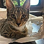 kitten, cat, tabby, pet, animal, ears, whiskers, eyes, face, fur, indoor, window, plastic_bag, curious, table, closeup, domestic_cat, young_cat, resting, cute