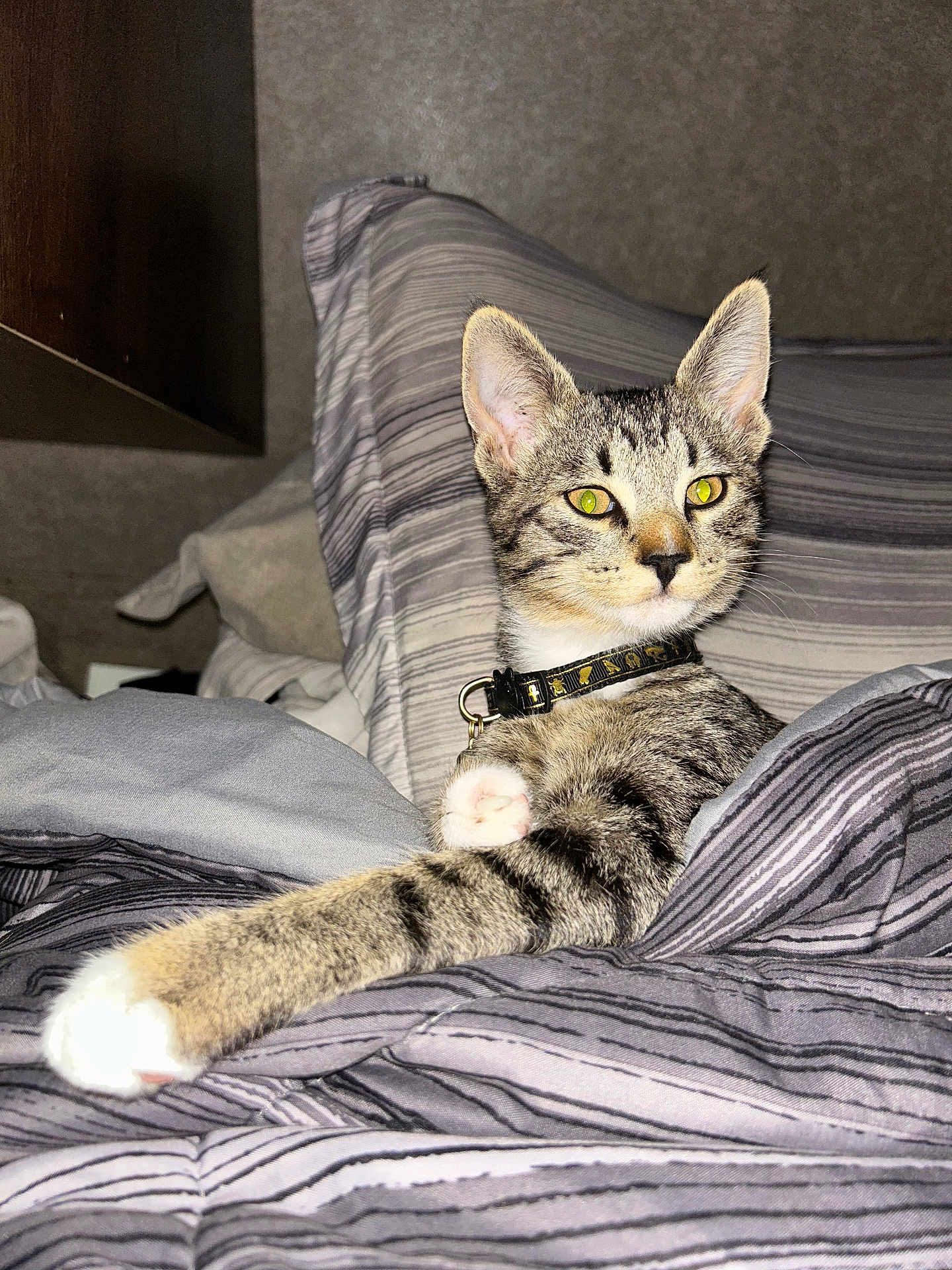 Charlie Pitt is registered to the contest to win money with this photo: cat, tabby, pet, indoor, bed, blanket, striped, collar, animal, feline, paw, relaxed, cute, fur, whiskers, alert, resting, cozy, comfort, domestic