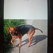 Ez participe au concours pour gagner de l'argent avec cette photo : dog, hound, brown_dog, black_coat, standing, outdoors, sunlight, paved_path, grass, greenery, leash, collar, shadow, animal, pet, portrait, full_body, looking_at_camera, daylight, photograph
