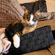 Arielle a rejoint le concours — aidez-le/la à gagner de superbes lots ! cat, kitten, tabby, white_fur, basket, blanket, couch, indoor, cozy, pet, feline, young_cat, resting, curious, fur, animal, cute, domestic, comfortable, text_overlay