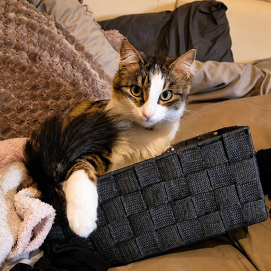 Arielle a rejoint le concours — aidez-le/la à gagner de superbes lots ! cat, kitten, tabby, white_fur, basket, blanket, couch, indoor, cozy, pet, feline, young_cat, resting, curious, fur, animal, cute, domestic, comfortable, text_overlay