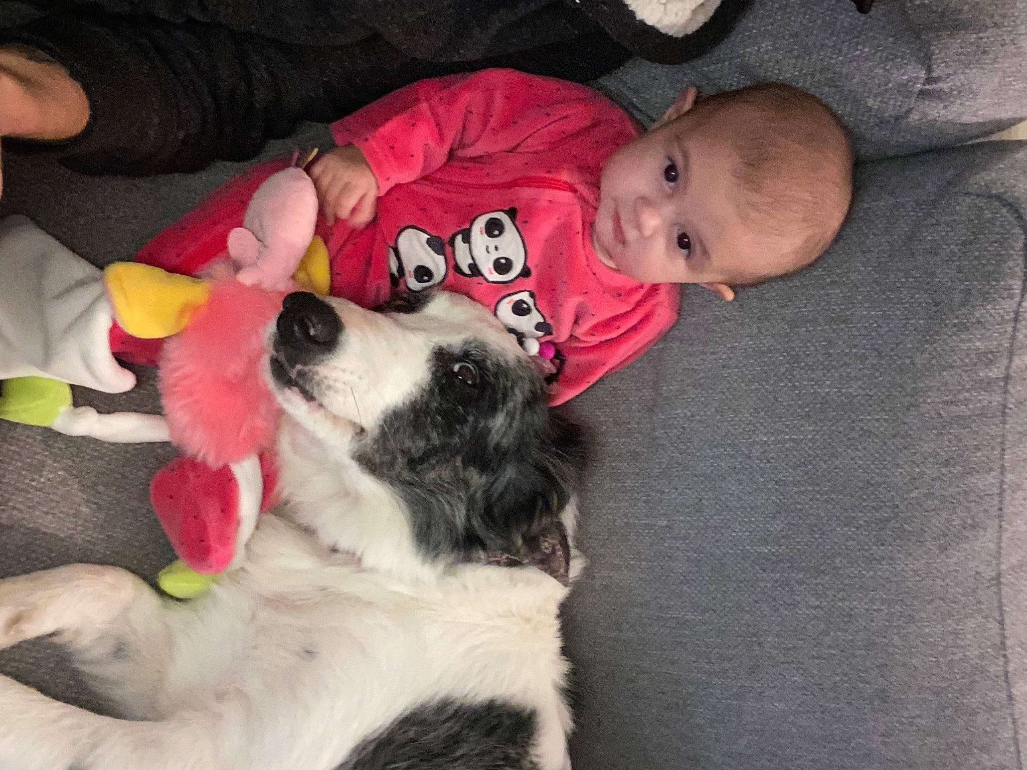 Mélody participe au concours pour gagner de l'argent avec cette photo : canidae, carnivore, child, companion_dog, dog, dog_breed, mammal, mucuchies, person, puppy_love, sporting_group, tornjak, vertebrate