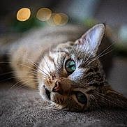 Rio a rejoint le concours — aidez-le/la à gagner de superbes lots ! cat, tabby_cat, relaxed, close_up, green_eyes, whiskers, soft_surface, bokeh, blurred_background, indoor, pet, feline, cute, lying_down, fur, animal, domestic_cat, portrait, cozy, curious