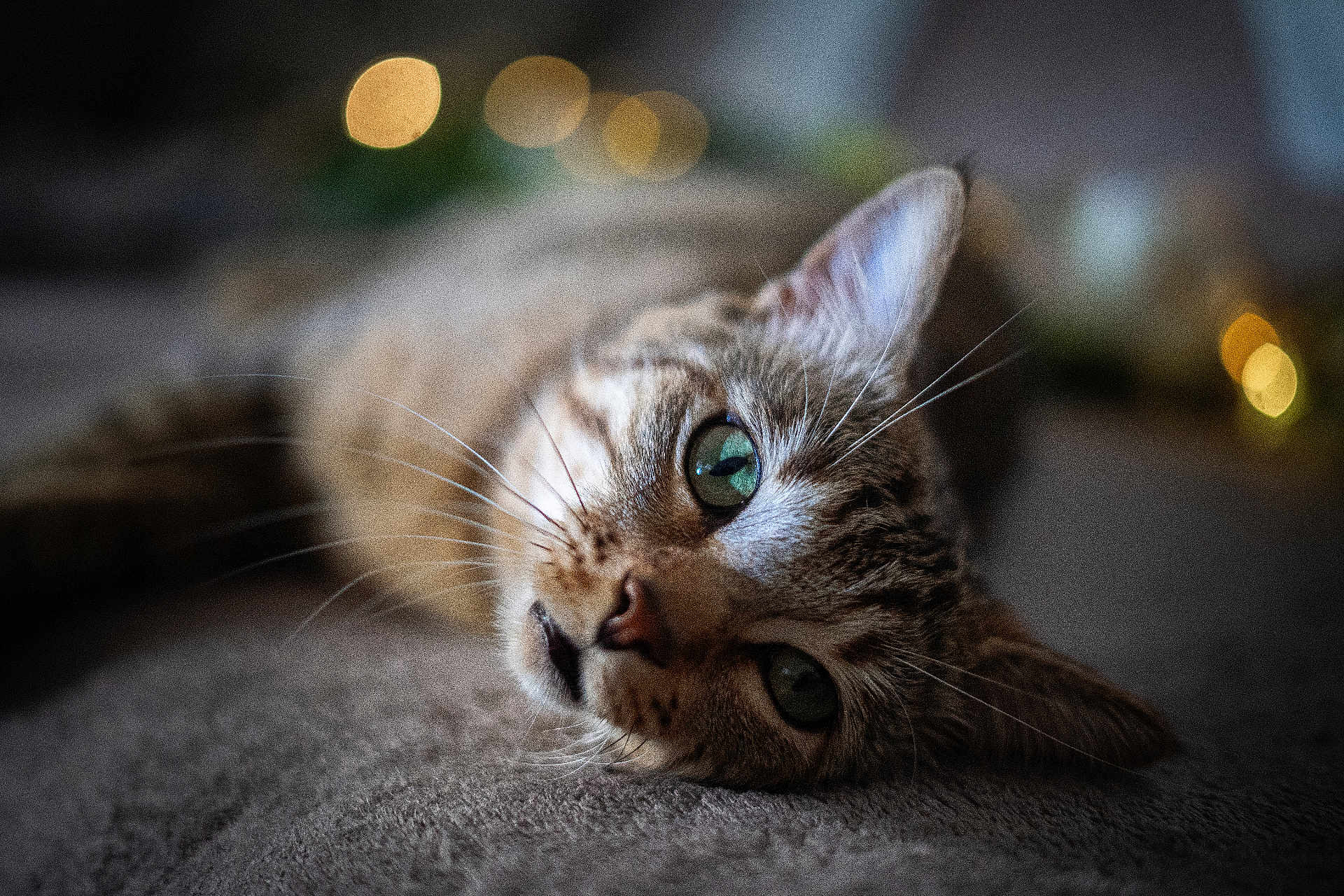 Rio a rejoint le concours — aidez-le/la à gagner de superbes lots ! cat, tabby_cat, relaxed, close_up, green_eyes, whiskers, soft_surface, bokeh, blurred_background, indoor, pet, feline, cute, lying_down, fur, animal, domestic_cat, portrait, cozy, curious