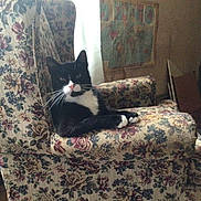 Sox is registered to the contest to win money with this photo: armchair, cat, cozy, curtain, decor, fabric, feline, floral_pattern, indoor, living_room, paws, pet, portrait, relaxed, sitting, tuxedo_cat, upholstery, vintage, whiskers, window
