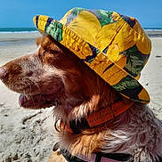 Lenny participe au concours pour gagner de l'argent avec cette photo : animal, beach, blue_sky, canine, close_up, collar, dog, friendly, happy, hat, nature, outdoor, pet, portrait, sand, summer, sunny, tongue_out, vacation, yellow_flower_hat