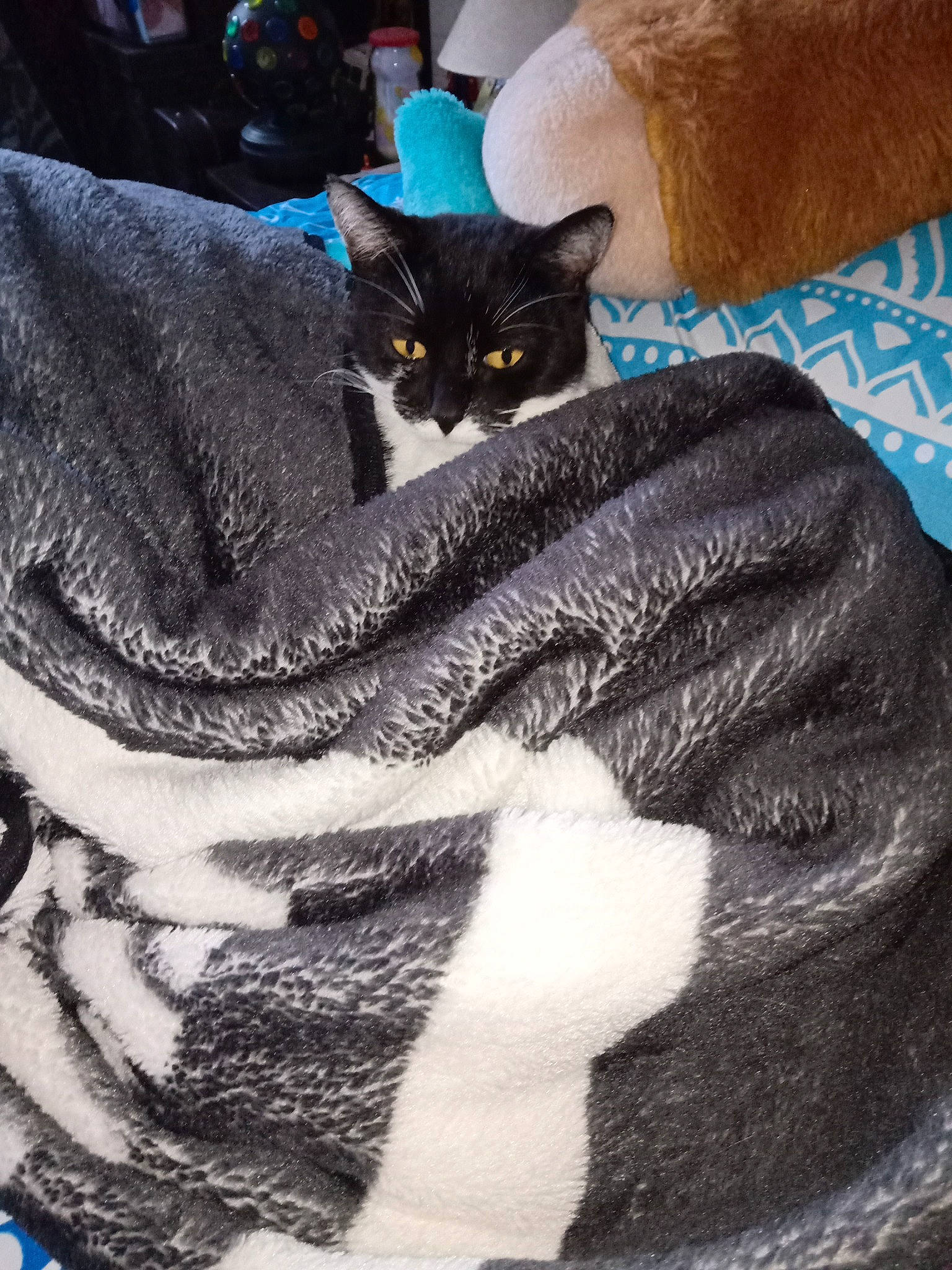 Oliver a rejoint le concours — aidez-le/la à gagner de superbes lots ! bedding, black, black_cat, blanket, carnivore, cat, comfort, couch, domestic_short_haired_cat, electric_blue, felidae, fur, grey, linens, pattern, paw, small_to_medium_sized_cats, tail, textile, whiskers