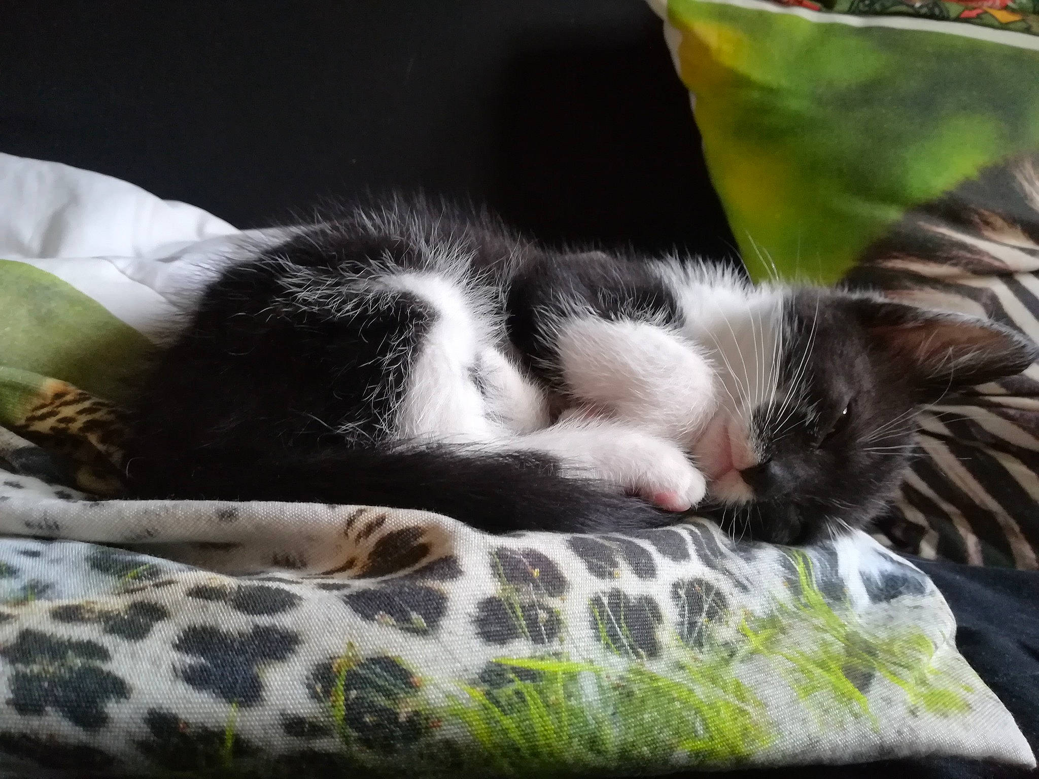 Oliver participe au concours pour gagner de l'argent avec cette photo : carnivore, cat, cloud, comfort, companion_dog, domestic_short_haired_cat, felidae, fur, grass, linens, mammal, paw, plant, sky, small_to_medium_sized_cats, square, tail, textile, tints_and_shades, whiskers