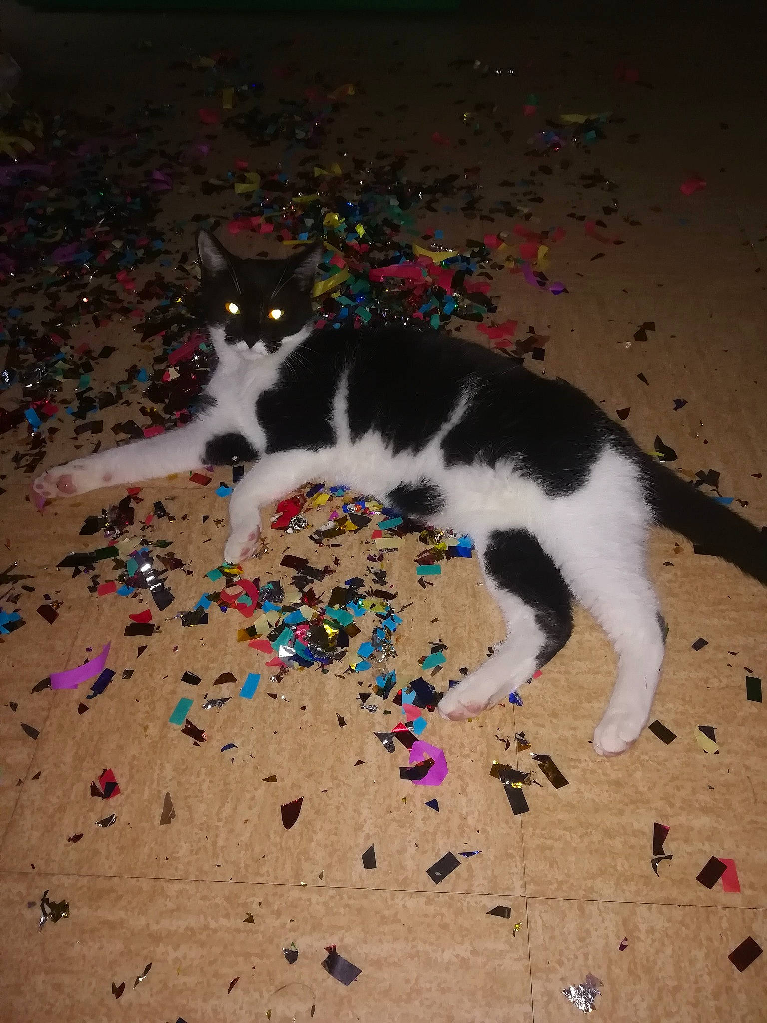 Oliver a rejoint le concours — aidez-le/la à gagner de superbes lots ! art, carmine, carnivore, cat, domestic_short_haired_cat, felidae, flooring, fur, grass, human_leg, illustration, pattern, paw, petal, sand, shadow, small_to_medium_sized_cats, soil, tail, whiskers