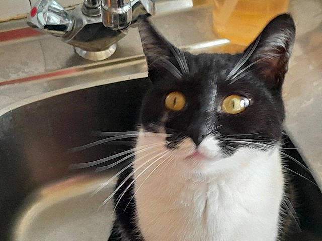 Oliver participe au concours pour gagner de l'argent avec cette photo : box, carnivore, cat, domestic_short_haired_cat, felidae, fur, gas, kitchen_appliance, plumbing, plumbing_fixture, sink, small_to_medium_sized_cats, snout, tap, whiskers, window