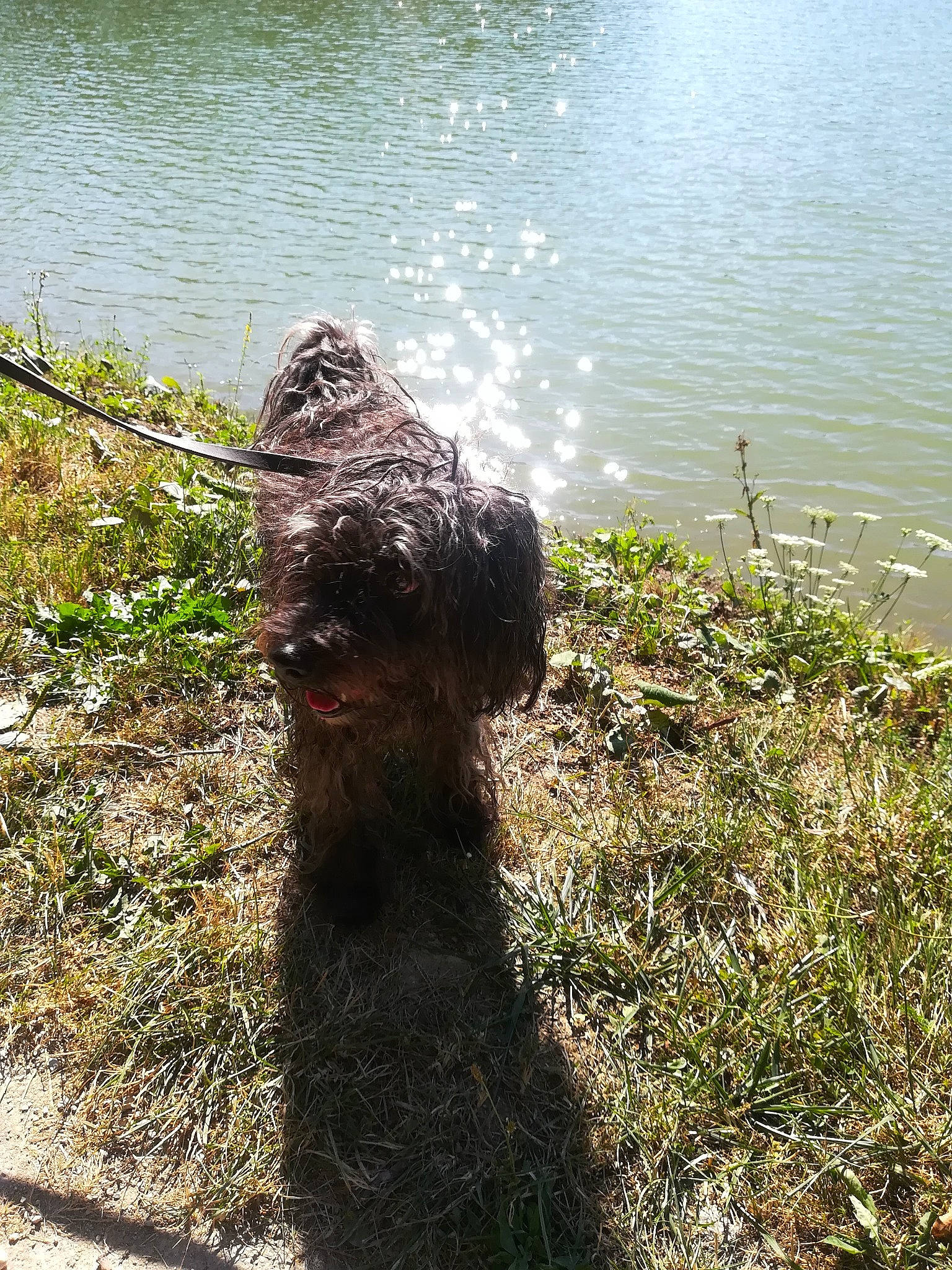 Pépette a rejoint le concours — aidez-le/la à gagner de superbes lots ! canidae, carnivore, companion_dog, dog, dog_breed, grass, grass_family, labradoodle, lake, people_in_nature, plant, reservoir, shadow, soil, tail, terrestrial_animal, terrier, water, water_dog, working_animal