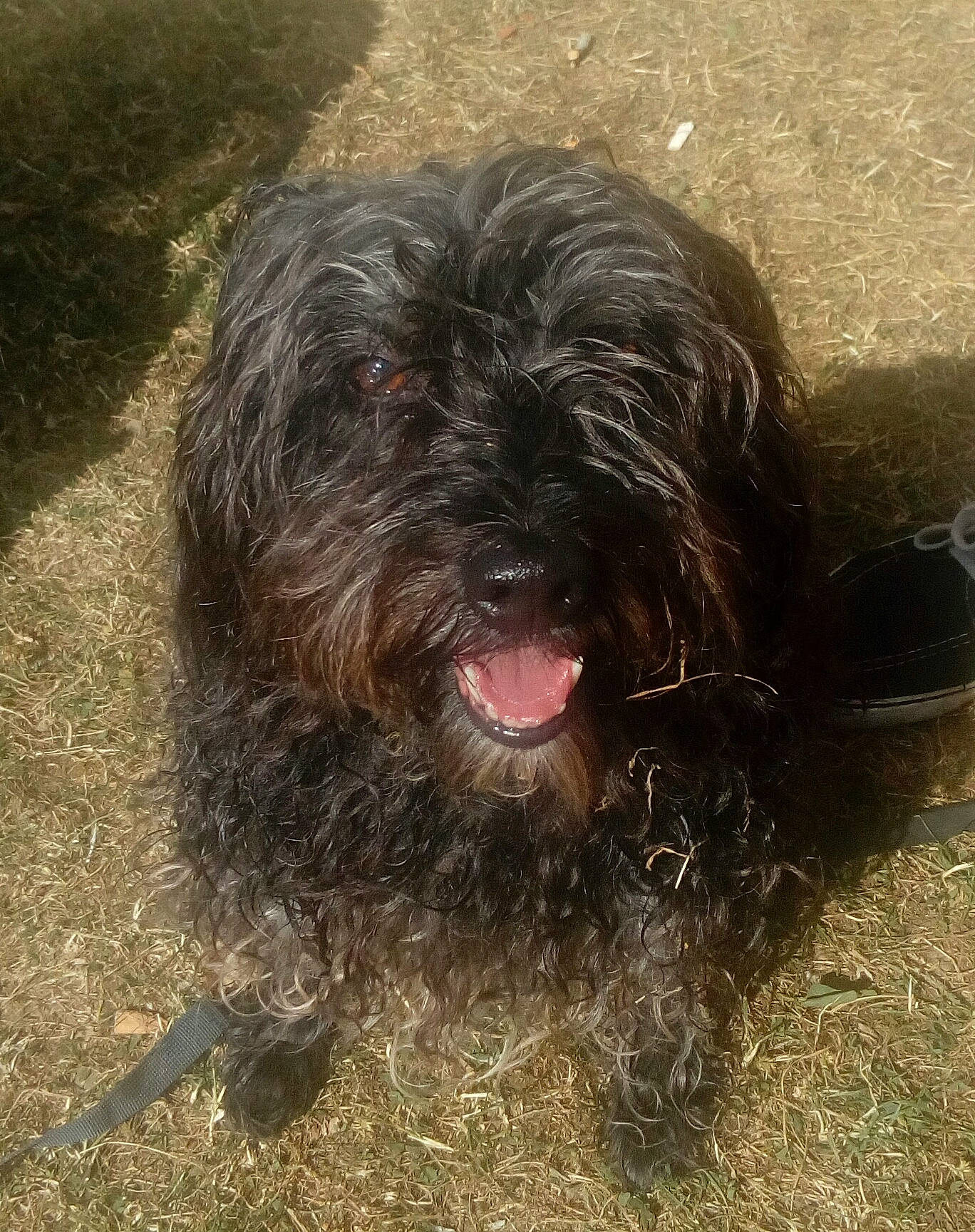 Pépette participe au concours pour gagner de l'argent avec cette photo : canidae, carnivore, companion_dog, dog, dog_breed, fur, grass, liver, schapendoes, small_terrier, soil, sporting_group, terrestrial_animal, terrier, water_dog, working_animal