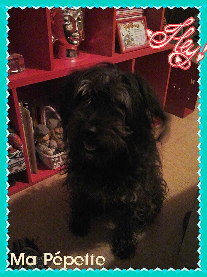 Pépette a rejoint le concours — aidez-le/la à gagner de superbes lots ! brown, canidae, carnivore, collectable, companion_dog, dog, dog_breed, dog_supply, font, fur, liver, photo_caption, picture_frame, rectangle, room, snout, sporting_group, toy_dog, water_dog, working_animal