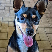 Yoda participe au concours pour gagner de l'argent avec cette photo : dog, pet, tongue_out, happy, ears, black_and_tan, indoor, floor_tiles, close_up, canine, animal, smiling, cute, friendly, fur, portrait, domestic_animal, muzzle, sitting, looking_at_camera
