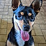 dog, pet, tongue_out, happy, ears, black_and_tan, indoor, floor_tiles, close_up, canine, animal, smiling, cute, friendly, fur, portrait, domestic_animal, muzzle, sitting, looking_at_camera