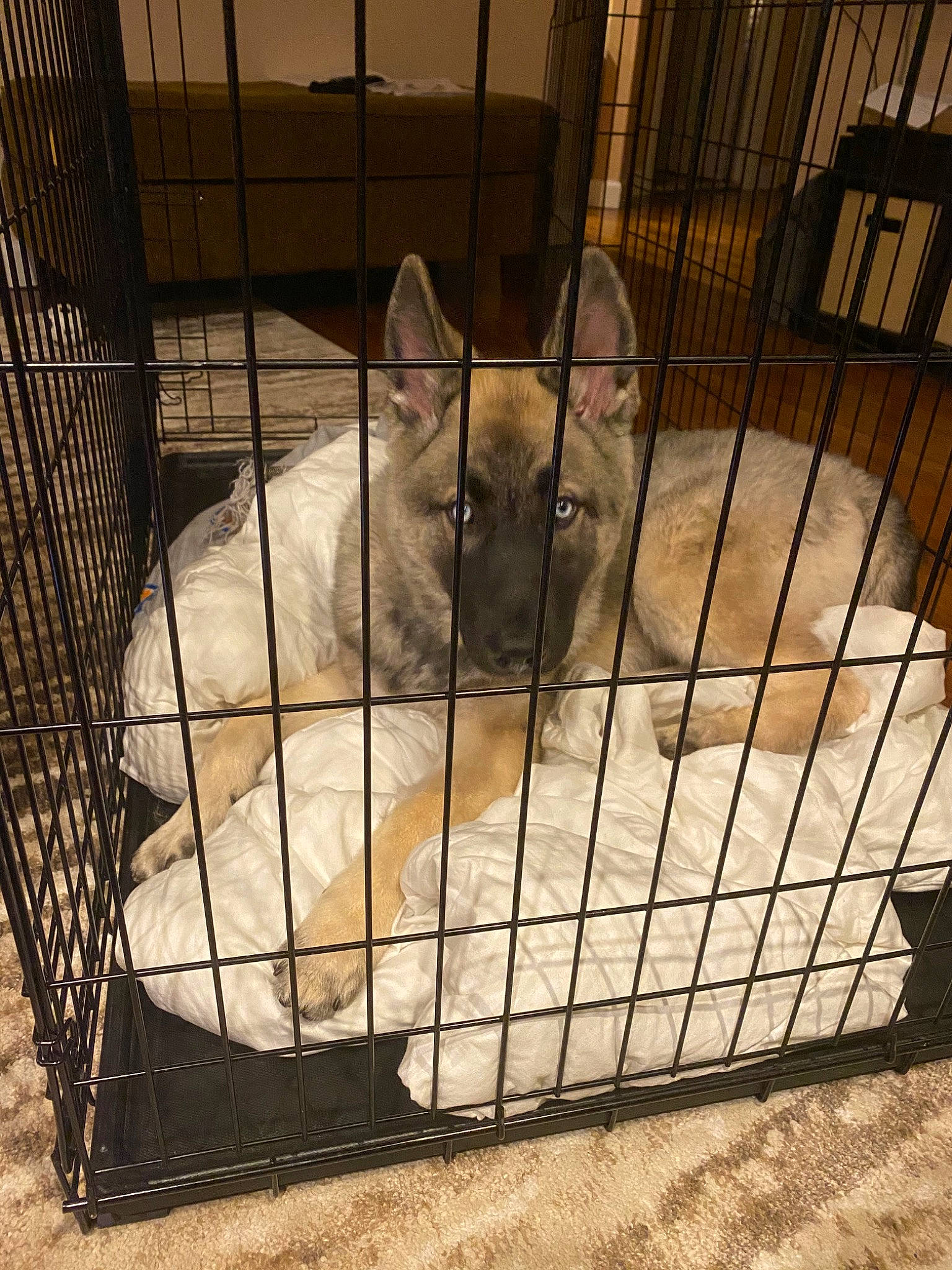 Loki joined the competition — help win amazing prizes! animal_shelter, cage, canidae, carnivore, cat, dog_crate, felidae, kennel, kitten, pet_supply, small_to_medium_sized_cats, tonkinese