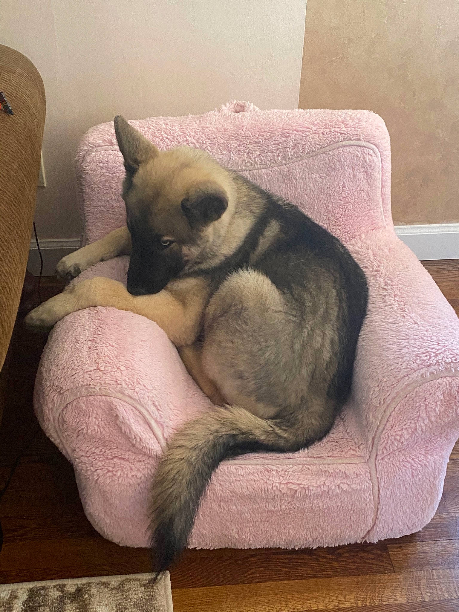 Loki is registered to the contest to win money with this photo: balinese, burmese, canidae, carnivore, cat, cat_bed, comfort, fawn, felidae, furniture, mammal, nap, paw, room, siamese, small_to_medium_sized_cats, tail, thai, tonkinese, whiskers