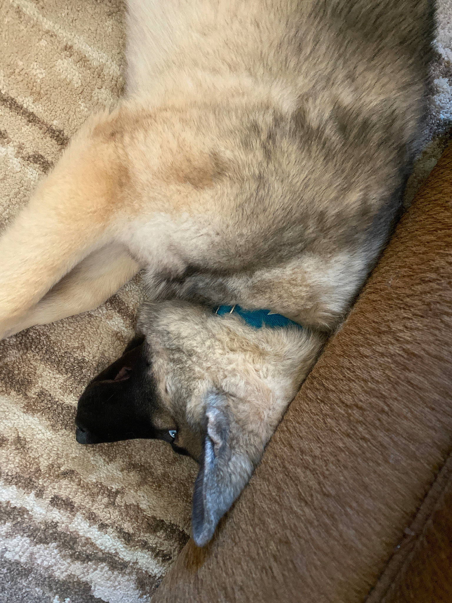 Loki is registered to the contest to win money with this photo: canidae, carnivore, claw, dog_breed, fawn, fur, norwegian_elkhound, tail, wolfdog