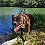 dog, tongue_out, collar, water, river, grass, rocks, sunlight, outdoor, nature, greenery, canine, happy, pet, summer, daylight, mammal, animal, park, walking