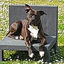 dog, black_dog, white_chest, outdoor_chair, woven_chair, grass, flowers, daisy_flowers, sunlight, relaxed, pet, animal, nature, summer, lawn, resting, canine, paw, garden, one_animal