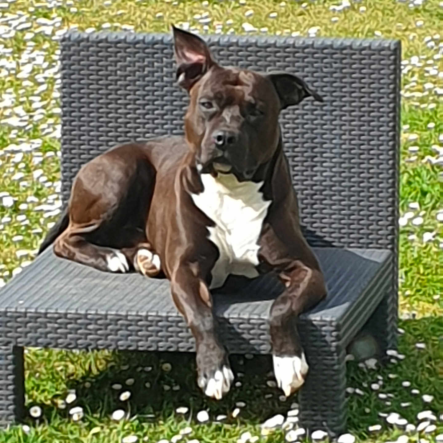 Néo participe au concours pour gagner de l'argent avec cette photo : animal, black_dog, canine, daisy_flowers, dog, flowers, garden, grass, lawn, nature, one_animal, outdoor_chair, paw, pet, relaxed, resting, summer, sunlight, white_chest, woven_chair