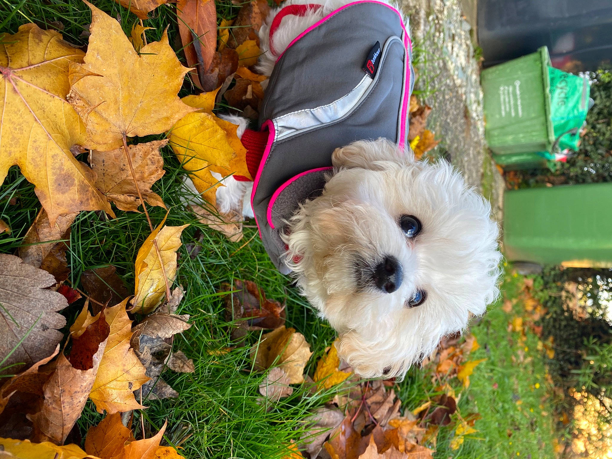 Elsie is registered to the contest to win money with this photo: canidae, carnivore, companion_dog, deciduous, dog, dog_breed, dog_clothes, event, fawn, fur, grass, green, hat, petal, plant, small_terrier, sporting_group, sunglasses, terrier, toy_dog