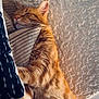 Kitsu a rejoint le concours — aidez-le/la à gagner de superbes lots ! cat, orange_tabby, sleeping, cozy, indoor, feline, fur, striped_bedding, texture, wall, resting, cute, pet, comfort, relaxation, animal, domestic_cat, whiskers, ears, nap