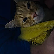 Kitsu participe au concours pour gagner de l'argent avec cette photo : cat, orange_tabby, close_up, scarf, yellow_scarf, sleepy, cozy, pet, animal, fur, whiskers, ears, face, person, arm, blue_clothing, indoor, resting, comfort, snug