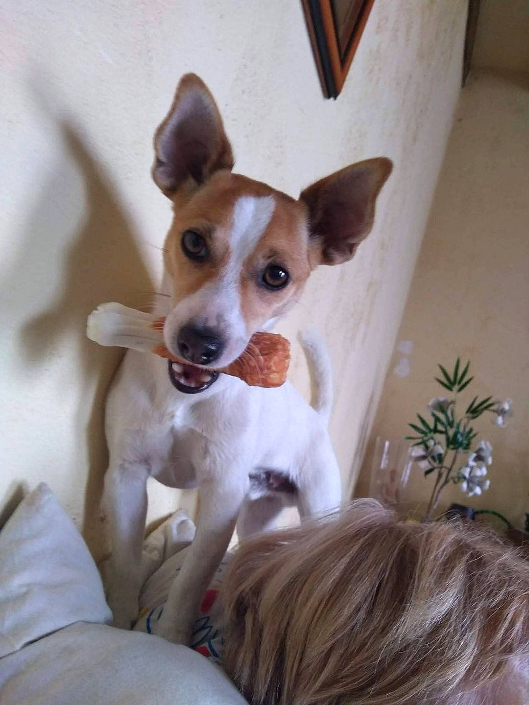 Tokio a rejoint le concours — aidez-le/la à gagner de superbes lots ! canidae, carnivore, chihuahua, comfort, companion_dog, dog, dog_breed, dog_supply, ear, fawn, fur, houseplant, plant, russkiy_toy, snout, sporting_group, terrier, toy_dog, whiskers, working_animal