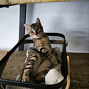 Nougat participe au concours pour gagner de l'argent avec cette photo : cat, kitten, tabby, striped_fur, animal, pet, sitting, lounging, chair, rocking_chair, mesh, plush_toy, white_plush, indoor, home, wood_floor, wood_panel, portrait, alert, cute