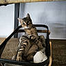 alert, animal, cat, chair, cute, home, indoor, kitten, lounging, mesh, pet, plush_toy, portrait, rocking_chair, sitting, striped_fur, tabby, white_plush, wood_floor, wood_panel