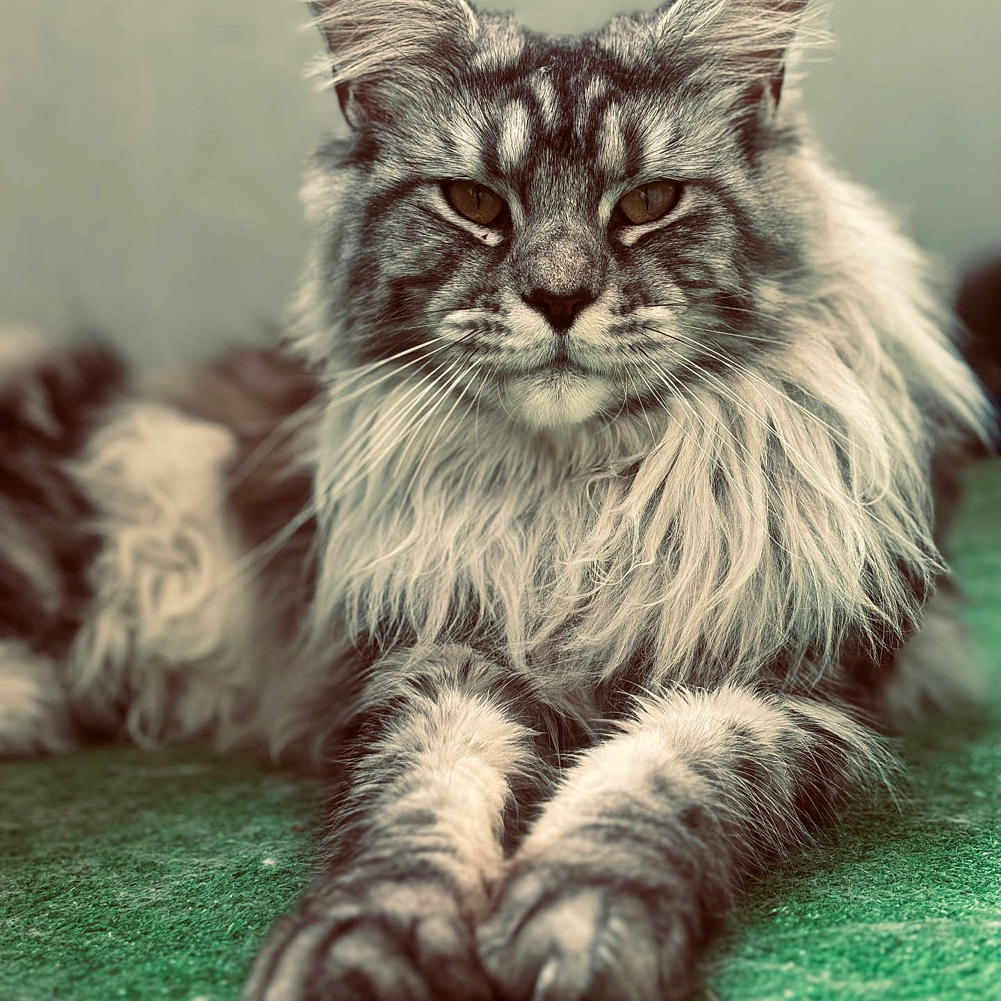 Shadow participe au concours pour gagner de l'argent avec cette photo : abyssinian, angora, animal, bodypart, cat, electronics, hardware, kitten, manx, mouth, person, pet, siamese, snout, wood